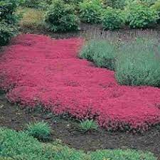 Selecting full sun flowering plants. 10 Ground Cover Garden Plans For Zone 9 Ideas Ground Cover Covered Garden Garden Planning