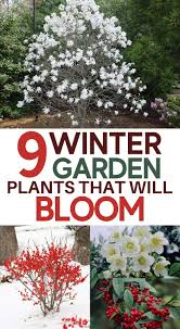Pin By Rebecca Chapman On Garden