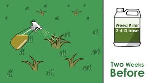 Because annual ryegrass fills in so quickly, it's usually used for overseeding, but you can also use perennial ryegrass. How To Overseed A Lawn 14 Steps With Pictures Wikihow