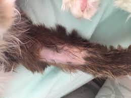 In order to solve the problem of alopecia, we need to determine, if possible, the cause of the problem. Hair Loss On Front Paws Thecatsite
