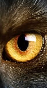 Big Black Cat Yellow Eyes Black Cat Yellow Eyes Macro Iphone Wallpaper Yellow Eyes Yellow Cat Macro Photography