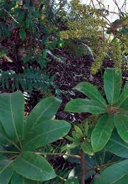 Image result for Raphidiocystis phyllocalyx