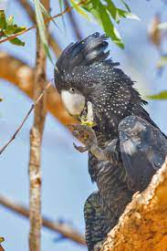 Banks rabenkakadu rosakakadu kakadu vogel Banks Rabenkakadu Photo Natur De