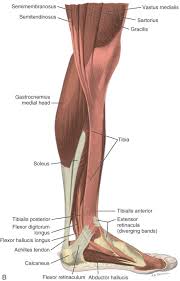 Both are made of collagen. Ankle Foot And Lower Leg Ultrasound Radiology Key