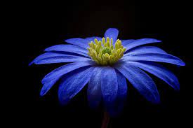 Siamo di fronte a un fiore che, più di tutti, viene definito in base al colore di cui si veste. Fiori Blu Le 5 Varieta Piu Belle E Facili Da Coltivare