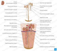 Blood enters the kidneys through the renal arteries and leaves through the renal veins. Kidney Histology Nephron Loop Of Henle Functions Kenhub