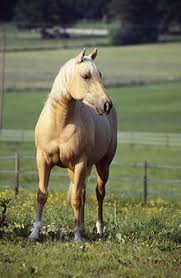 equine coat color wikipedia