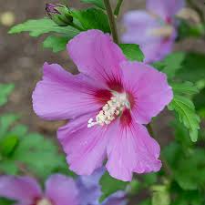 Image result for Hibiscus mechowii