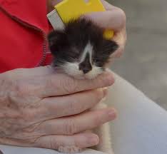 Since they are a vegetable, actually technically a fruit, they. This Tiny Kitten Has An Unbelievable Fighting Spirit She Was Covered In Glue When She Was Found At Just A Few Days Benadryl For Cats Pretty Cats Kitten Rescue