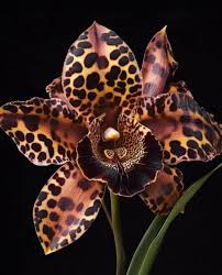 Image result for Eulophia seleensis