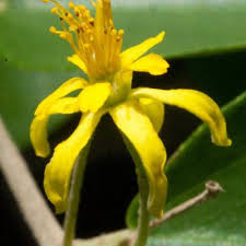 Image result for Grewia falcistipula