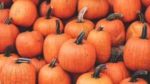 1920x1080 Wallpaper Pumpkin Harvest Autumn Ripe October Desktop Wallpaper Fall Halloween Desktop Wallpaper Pumpkin Wallpaper 1920x1080 4 автомобиль, ретро, винтаж. 1920x1080 wallpaper pumpkin harvest