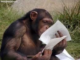 Monkey صور اسماك مضحكة خلفيات مضحكه Animals Funny Chimp Cows Funny