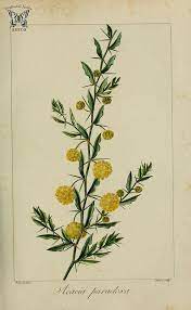 Pin On Flower Illustrations
