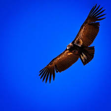 Majestic Birds Of Prey Animals The California Condor California Condor Majestic Animals Power Animal