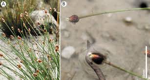 Image result for Hypolytrum goetghebeur