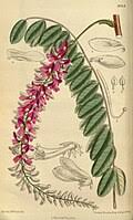 Image result for Indigofera paracapitata