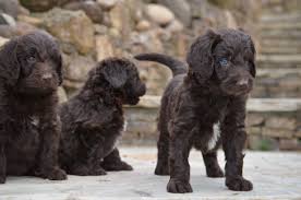 Check spelling or type a new query. Pin On Noble Newfiedoodles
