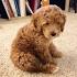 Labradoodle Cost Along With 6 Ownership Costs