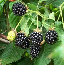 How To Grow Blackberries Growing Blackberries Blackberry Plants Thornless Blackberries