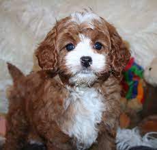 The cavapoo and cavoodle are both names for the poodle and cavalier mix. Cavapoos Hill Peak Pups
