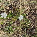 Image result for Monsonia angustifolia