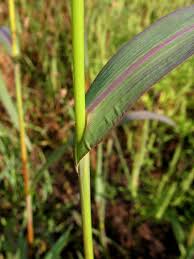 Image result for Echinochloa