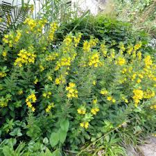Check spelling or type a new query. Lysimachia Punctata