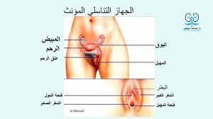 شرح لفرج الانثى - الدكتور محمد حبوس | استشارى جراحة المسالك البوليه وامراض  الذكوره