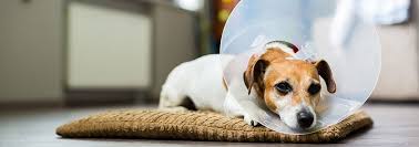 At pet urgent care, our primary focus is to provide utah valley and the surrounding area with the most advanced veterinary emergency and critical medical pet urgent care. Why You Need A Pet First Aid Kit