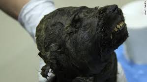 Sometimes nature has a way of keeping. Ice Age Cave Bear Remains Found Perfectly Preserved In Russia Cnn