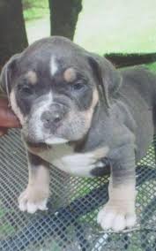 We have everything you need for a truly enjoyable we have pitbull puppies for sale and are familiar with each types. Pitbull Merle Pets And Animals For Sale San Diego Ca