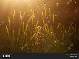 No need to register, buy now! Blurred Nature Image Photo Free Trial Bigstock