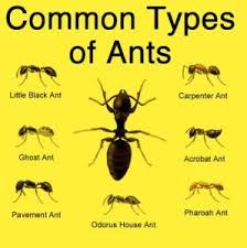 Image Result For Types Of Ants Pictures Different Types Of