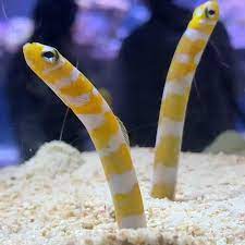 Pretiest Golden Garden Eels Albinoanimalvideos Eels Garden Golden Pretiest Saltwater Aquarium Fish Fish Tank Terrarium Marine Fish