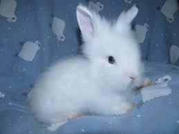 Cherubic chubby baby in creamy white textured snowsuit with bunny ears. Greenland Farms Lionhead Bunnies Currently For Sale Cute Animals Baby Animals Baby Blue Aesthetic