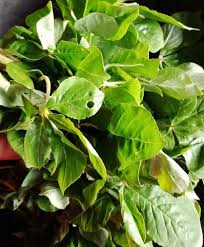 Sedikit berkuah kental atau kering berwarna hitam dan berminyak. Resipi Rendang Ayam Daun Maman Dapur Tanpa Sempadan