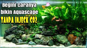 Aslinya tanaman java fren sering disebut sebagai parasit dialam aslinya, karena menempel pada bebatuan sungai. 43 Aquascape Tema Natural Tanpa Injeck Co2 Youtube
