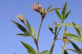 Image result for Stylosanthes