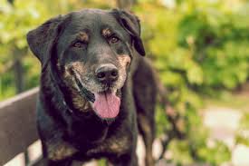 Of course, your specialist is the main person whose advice you should follow but it doesn't do anyone harm. Common Skin Tumors Franktown Animal Clinic