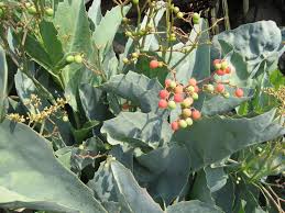 Image result for Cyphostemma jaegeri