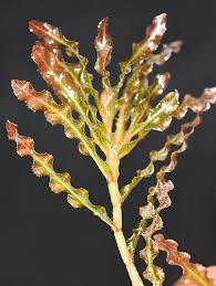 Image result for Potamogeton crispus