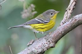 These loud birds prefer inhabiting low, dense thickets, and other types of regrowing areas. Timing Of Fall Migration Bsbo