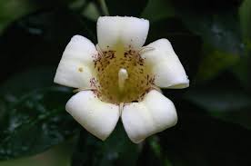 Image result for Rothmannia whitfieldii