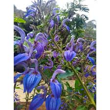 Image result for Brillantaisia pubescens