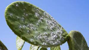 Prickly pear cactus contains fiber and pectin, which can lower blood glucose by decreasing the prickly pear cactus can cause some side effects including mild diarrhea, nausea, increased amount hypoglycemic action of different doses of nopal (opuntia streptacantha lemaire) in patients with. Prickly Cactus Species Under Threat Bbc News
