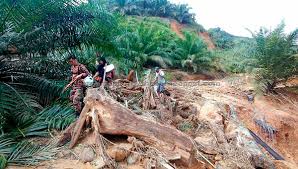 Yang punya ladang luas, tanam saja pohon singkong dengan cara di stek. Pasukan Sar Hadapi Kesulitan Utusan Borneo Online
