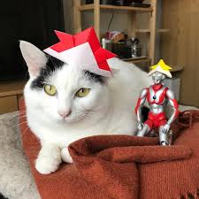 白猫の端午 猫 白黒猫 cat こどもの日 子猫 アビシニアン かわいい子猫