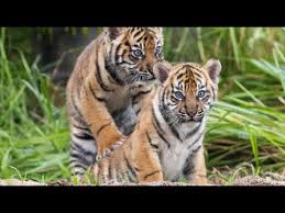 Free for commercial use no attribution required high quality images. Baby Sumatra Tiger Erkunden Aussengehege Im Zoo Sydneys Youtube