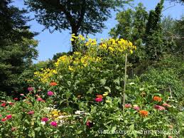 Victoria elizabeth about 1 month ago. Favorite Flowers For A Cutting Garden Zinnia Dahlia Sunflower Victoria Elizabeth Barnes